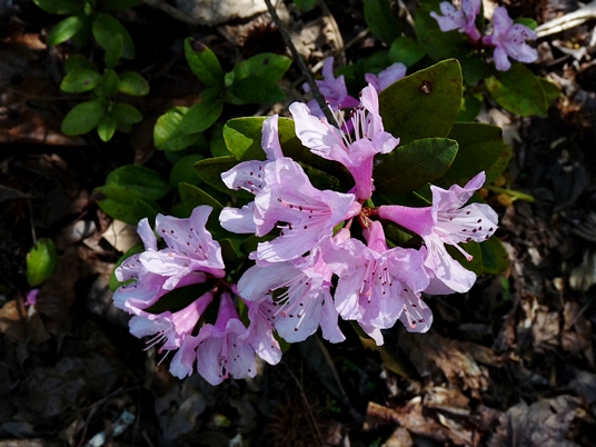 {Rhododendron chapmanii}